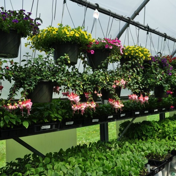 a selection of hanging flower baskets
