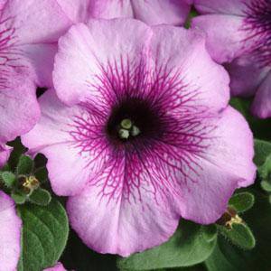 a small purple flower