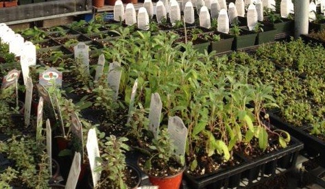 a selection of herbs in planting pots