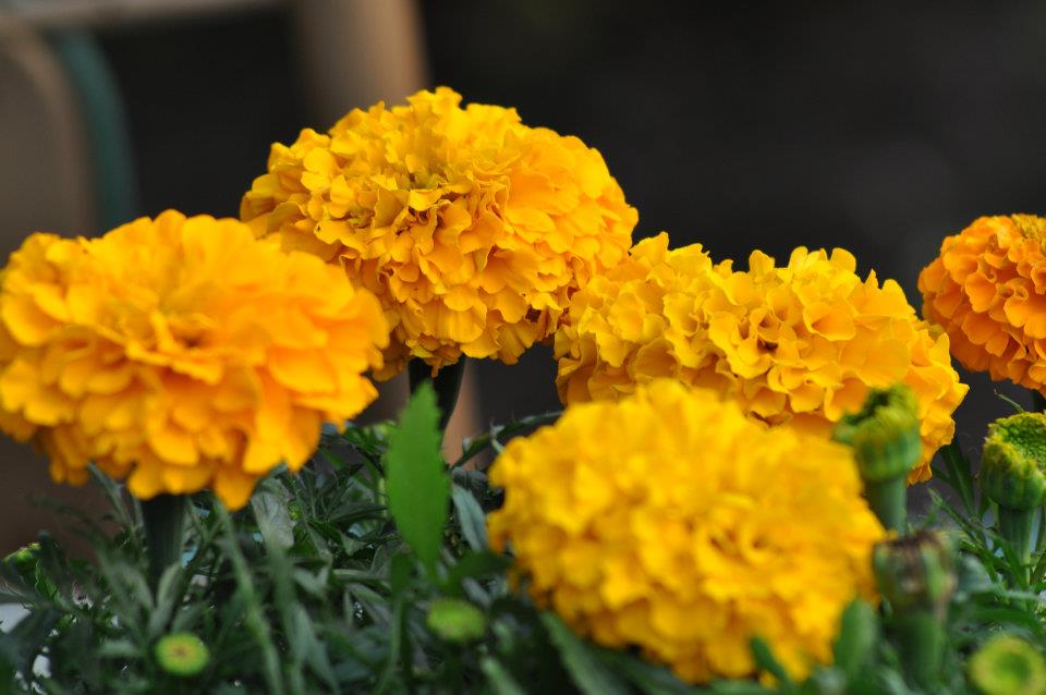 a few orange marigolds