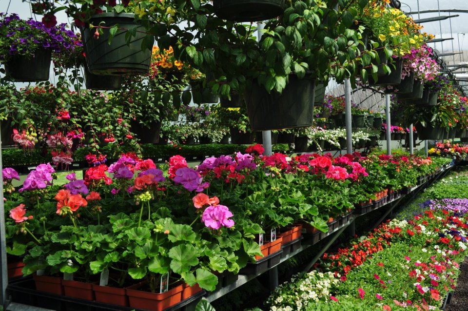 a large selection of flowers and hanging baskets