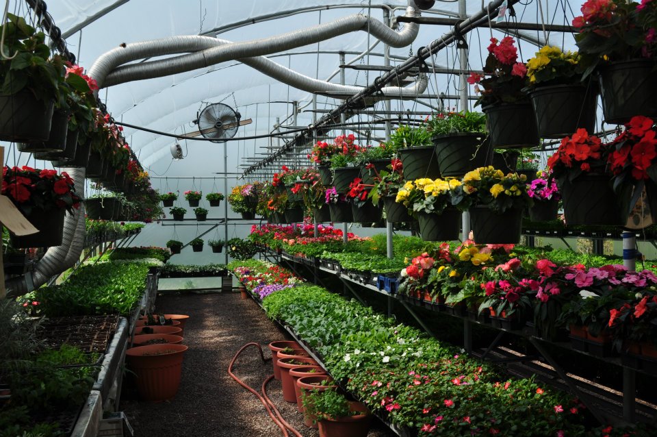 a view down an aisle of flowers