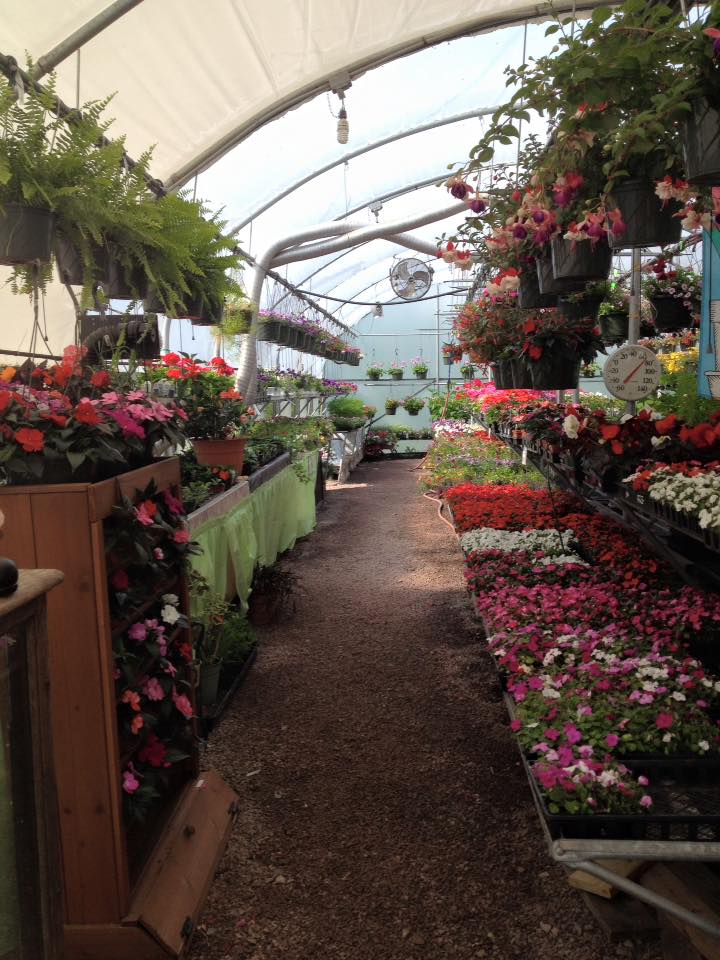 the inside of a greenhouse, looking down the center row