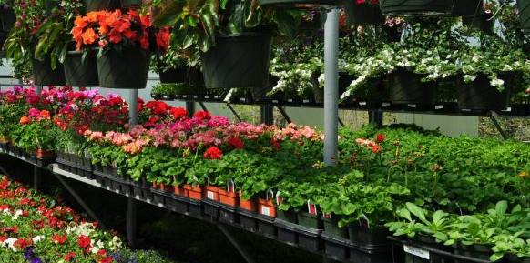 a selection of flowers, in both hanging baskets and planting pots