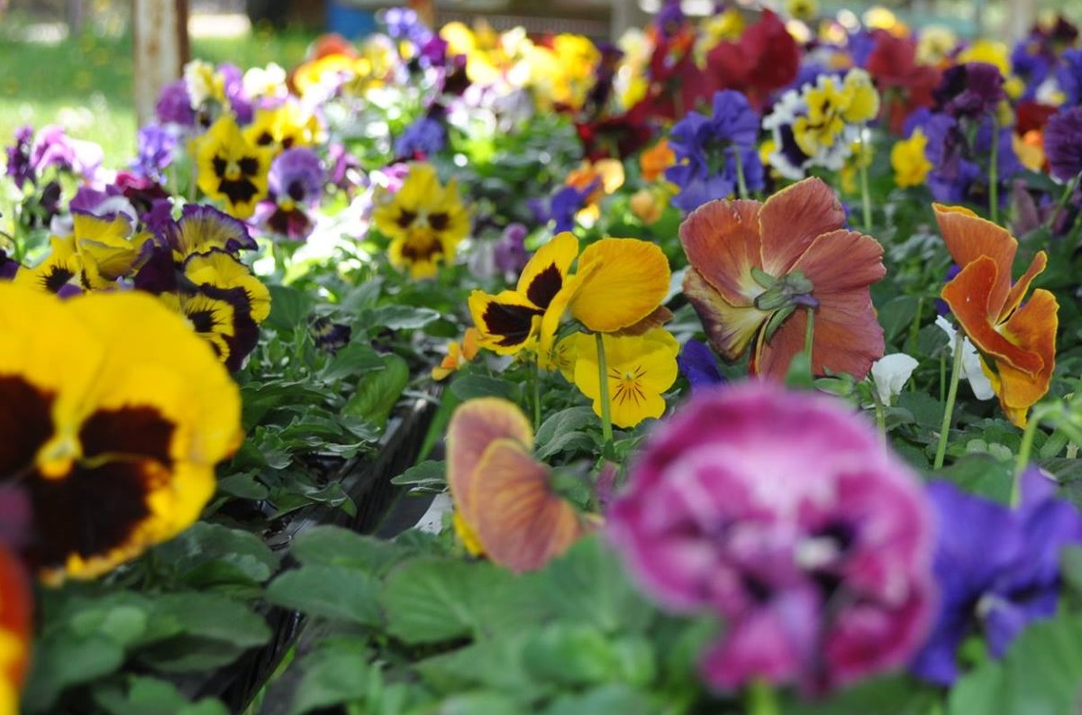 a large selection of multicolored geraniums